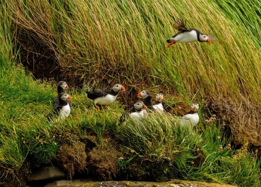 Reykjavík: RIB Speed-Boat Puffin Watching Tour - Key highlights worth knowing before you go