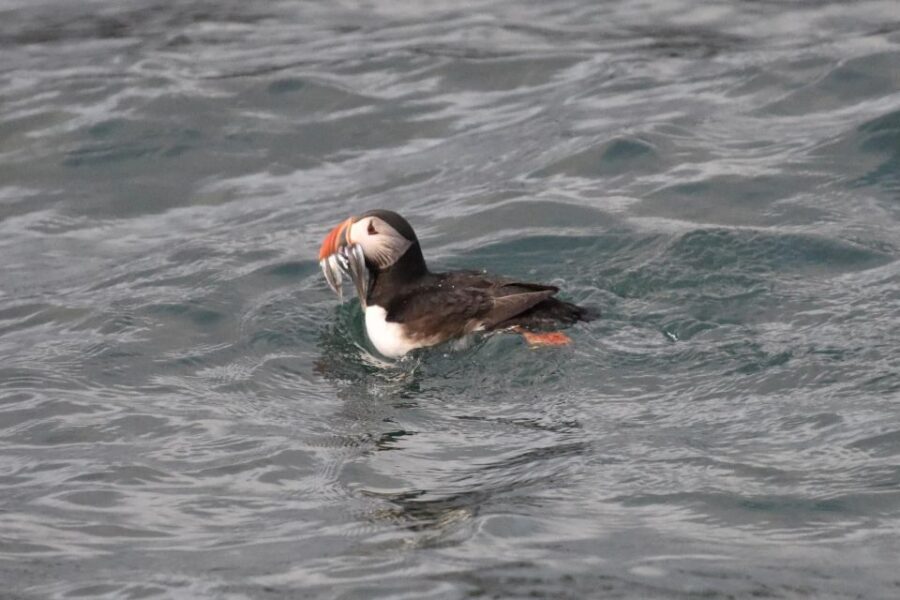 Reykjavík: RIB Speed-Boat Puffin Watching Tour - Cruising along Reykjavík’s coast before the birds
