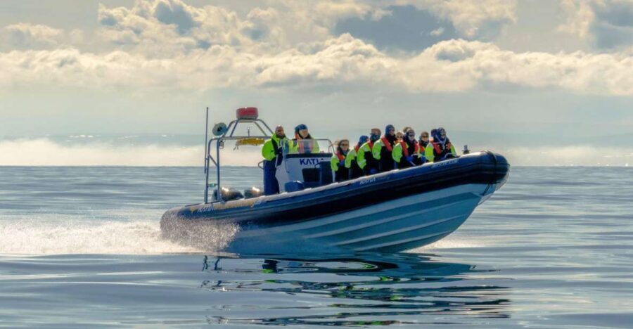 Reykjavík: RIB Speed-Boat Puffin Watching Tour - What your guide focuses on besides birds
