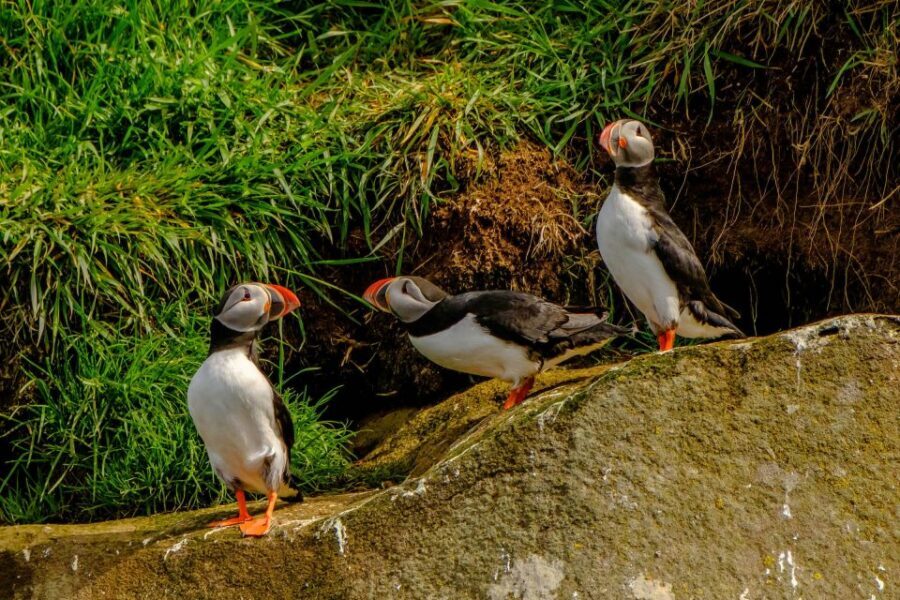 Reykjavík: RIB Speed-Boat Puffin Watching Tour - Should you book this Reykjavík RIB puffin tour?
