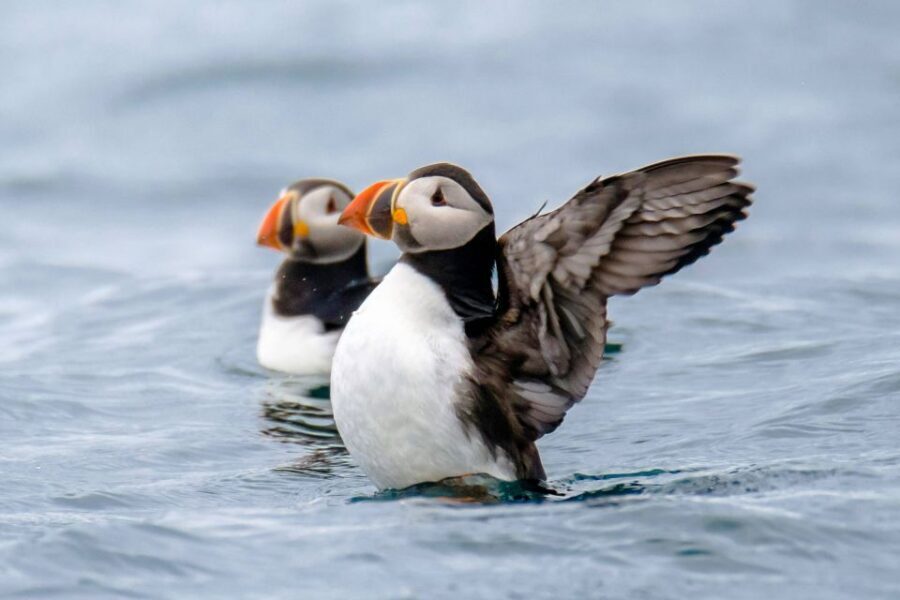 Reykjavík: RIB Speed-Boat Puffin Watching Tour - Getting suited up at the Reykjavík By Boat hut