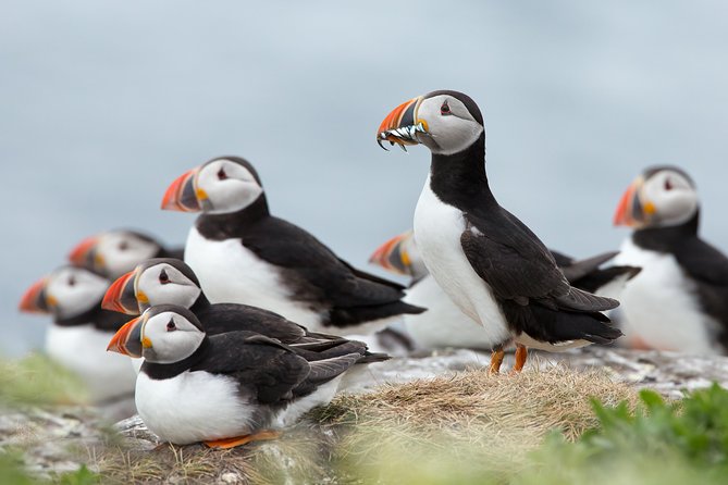 Reykjavik Shore Excursion: Puffin Sightseeing Cruise - Why Akurey Island is a top puffin stop from Reykjavik