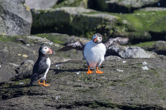 Reykjavik Shore Excursion: Puffin Sightseeing Cruise - From Skarfabakki Harbour to the island: how the trip actually flows