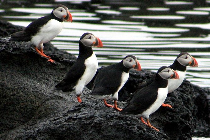 Reykjavik Shore Excursion: Puffin Sightseeing Cruise - What your expert guide teaches you about Iceland’s seabirds