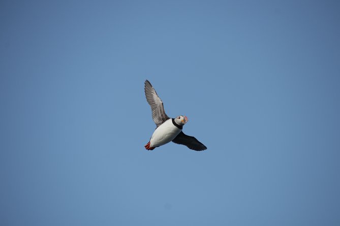 Reykjavik Shore Excursion: Puffin Sightseeing Cruise - Timing tricks: why starting earlier can mean more birds