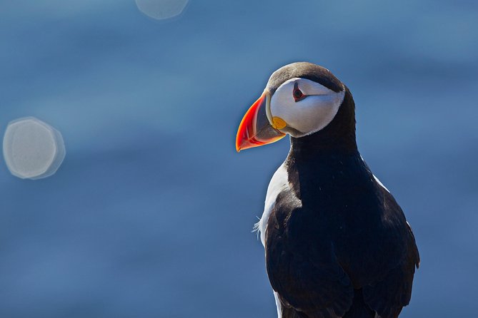 Reykjavik Shore Excursion: Puffin Sightseeing Cruise - Price and value: is $63.51 a good deal for puffins?