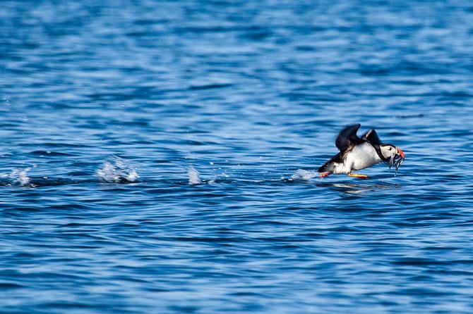 Reykjavik Shore Excursion: Puffin Sightseeing Cruise - Who this cruise is best for (and who should adjust expectations)