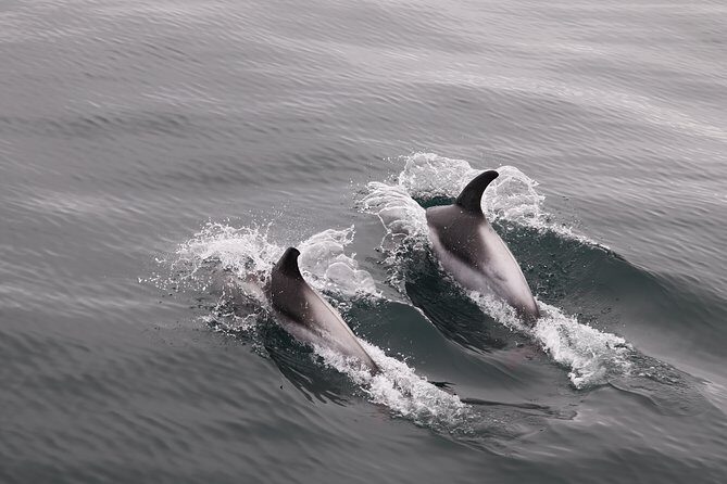 Reykjavik Shore Excursion: Whale-Watching Cruise - Whale-Watching From Faxaflói Bay: What Makes This Cruise Work