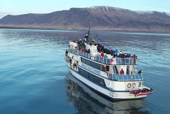 Reykjavik Shore Excursion: Whale-Watching Cruise - Weather, Chances, and the Backup Plan Inside the Experience