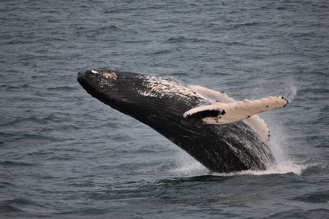 Reykjavik Shore Excursion: Whale-Watching Cruise - Skarfabakki Harbour Start: How the Trip Begins (and Why Timing Matters)
