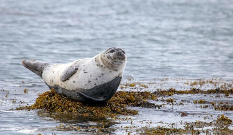 Reykjavik: Snæfellsnes Day Trip with Vatnshellir Lava Cave - Who this tour suits best