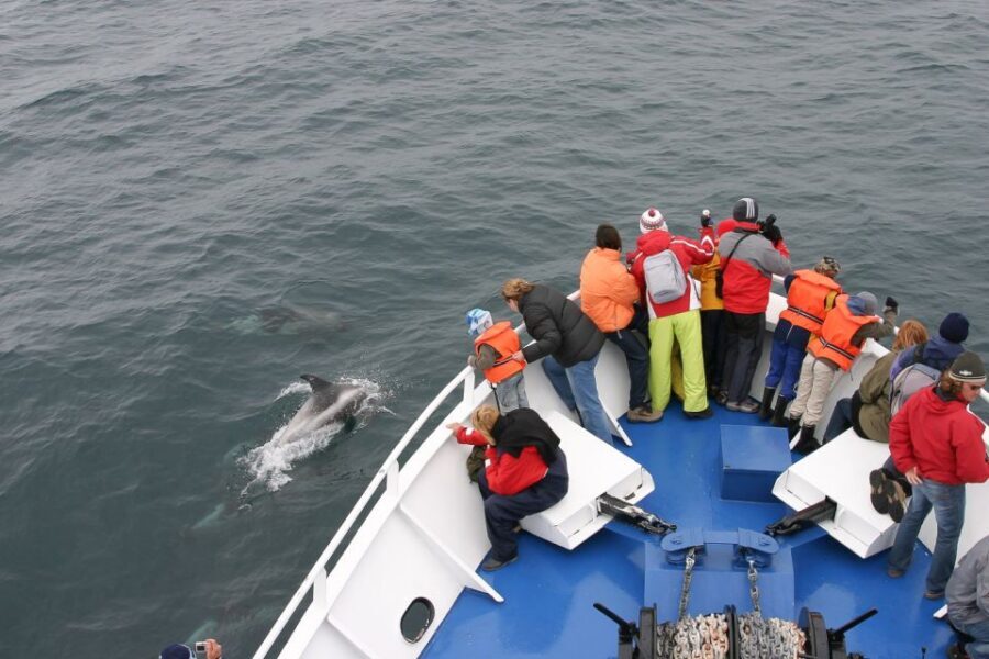 Reykjavik: the Original 3-Hour Whale Watching Tour - Key takeaways before you go
