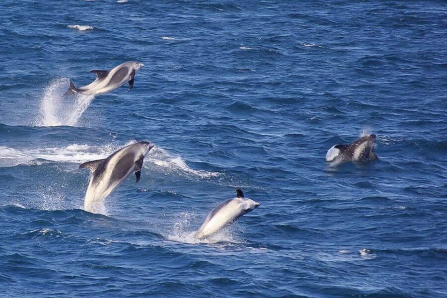 Reykjavik: the Original 3-Hour Whale Watching Tour - Price and value: what $108 buys you in the real world