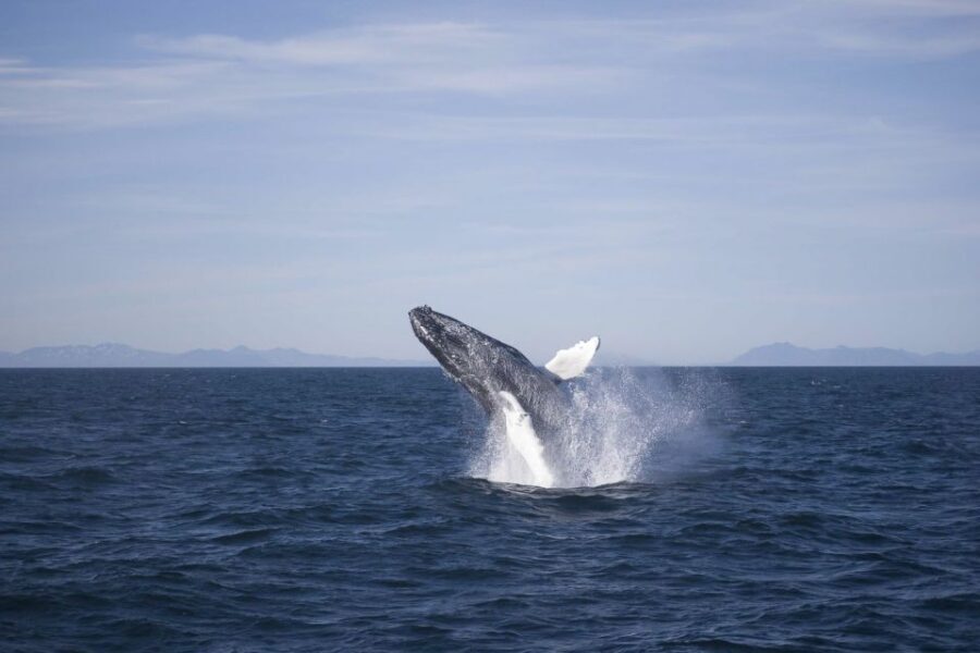 Reykjavik: the Original 3-Hour Whale Watching Tour - Faxaflói Bay: why this Reykjavik whale watch feels like real wildlife time