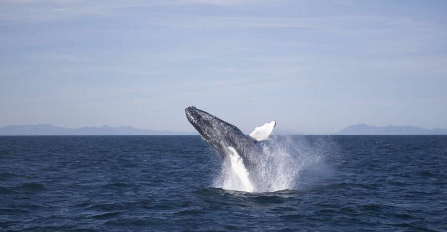 Reykjavik: the Original 3-Hour Whale Watching Tour - Warm overalls, WiFi onboard, and the gear that actually helps