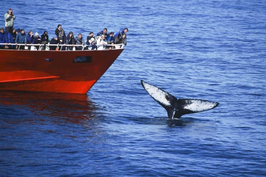 Reykjavik: the Original 3-Hour Whale Watching Tour - Wildlife spotting you can plan for: what whales and dolphins look like from the deck