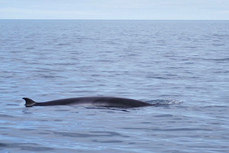 Reykjavik: the Original 3-Hour Whale Watching Tour - The live marine biologist guide: why the commentary changes everything
