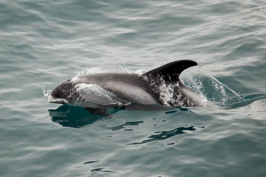 Reykjavik: the Original 3-Hour Whale Watching Tour - Deck strategy: where to stand, when to go inside, and how to stay sane