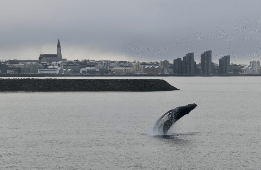 Reykjavik: the Original 3-Hour Whale Watching Tour - Responsible whale watching in practice (not just on paper)