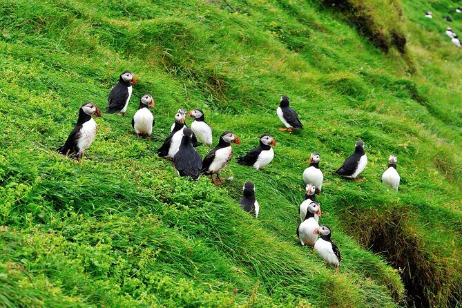 Reykjavik - Westman Islands (Bus transfer to Landeyjahöfn) - Small group size: why max 19 feels easier