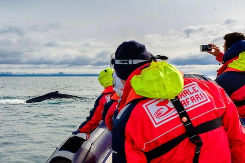Reykjavik: Whale and Puffin Watching RIB Boat Tour - Key things to know before you go
