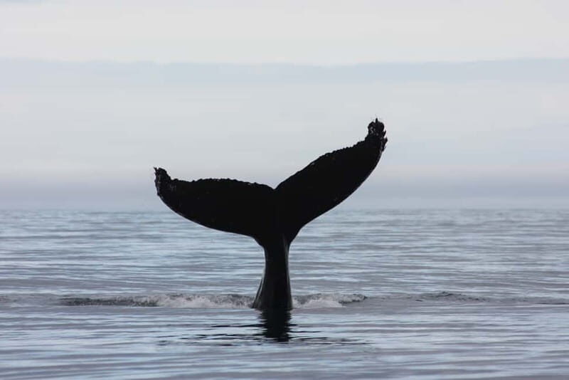 Reykjavik: Whale and Puffin Watching RIB Boat Tour - The ride itself: warmth, comfort, and the reality of wind