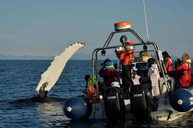 Reykjavik: Whale and Puffin Watching RIB Boat Tour - Group size and guide style: why it feels more personal