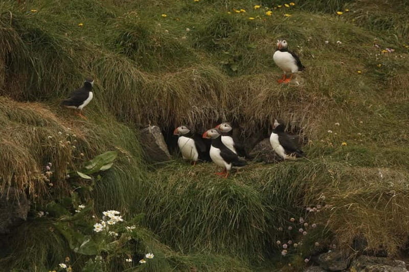 Reykjavik: Whale and Puffin Watching RIB Boat Tour - Price and value: is $191 worth it?