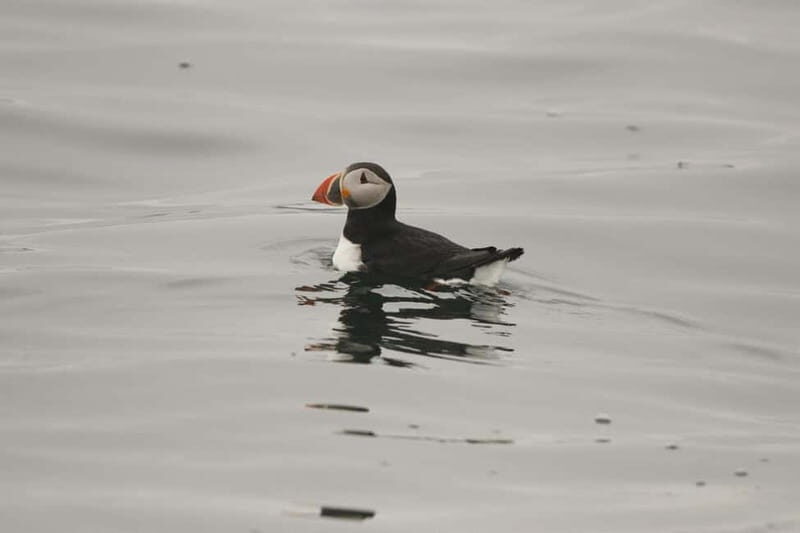 Reykjavik: Whale and Puffin Watching RIB Boat Tour - Who should book this Reykjavik RIB tour (and who shouldn’t)