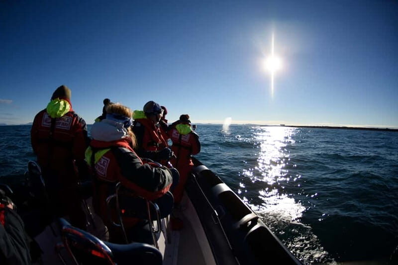 Reykjavik: Whale and Puffin Watching RIB Boat Tour - Should you book this whale and puffin watching RIB tour?