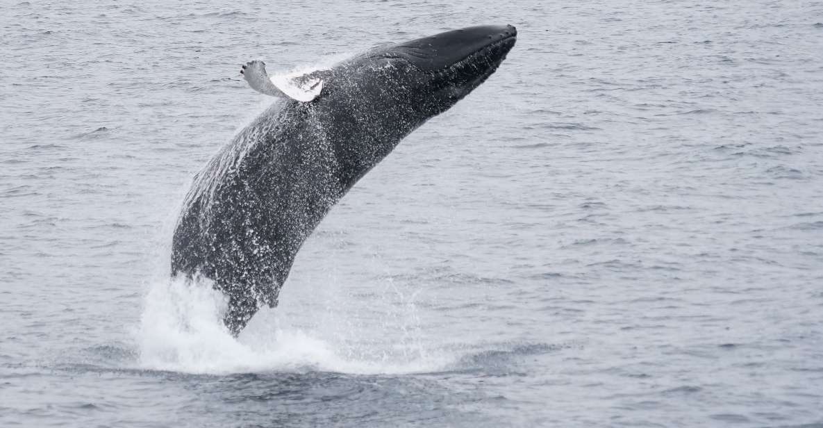 Reykjavik: Whale & Marine Adventure Tour - Who this tour is perfect for (and who should think twice)