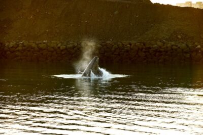 Reykjavik: Whale & Marine Adventure Tour - Getting there: check-in at Old Harbour House (and why 30 minutes matters)