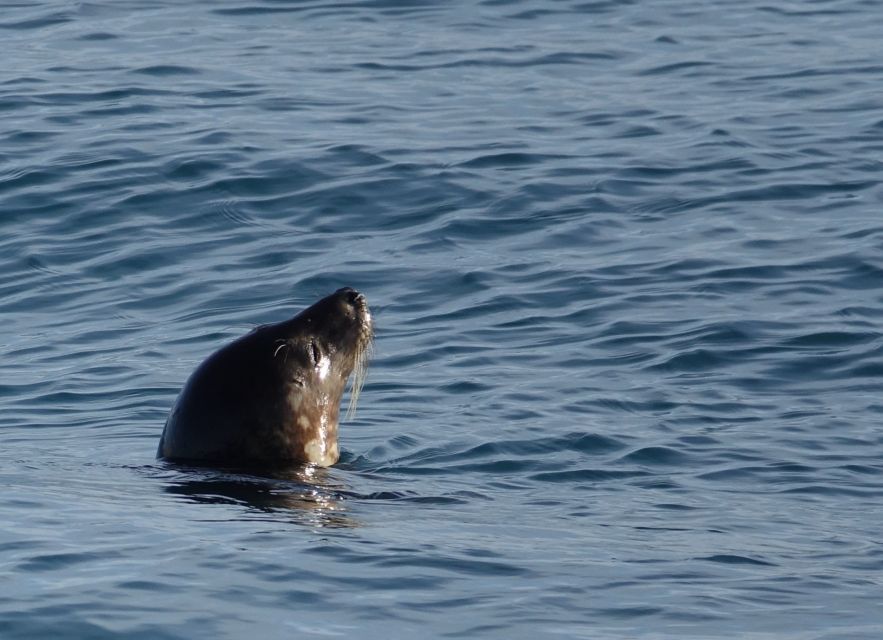Reykjavik: Whale & Marine Adventure Tour - What you’ll actually do on the water