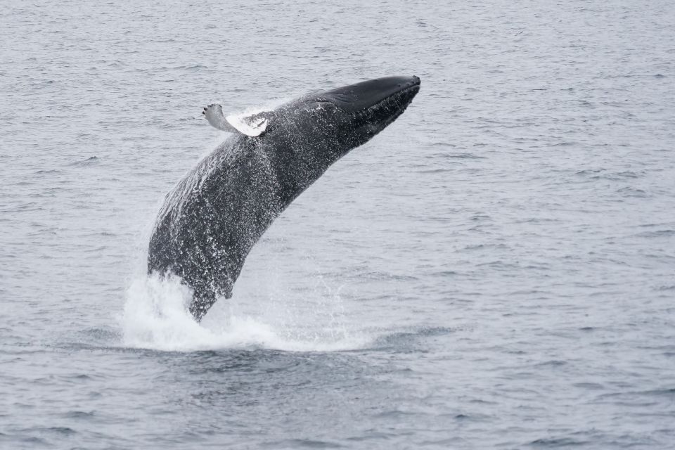 Reykjavik: Whale & Marine Adventure Tour - How the timing works (and why 3 hours isn’t always a fixed number)