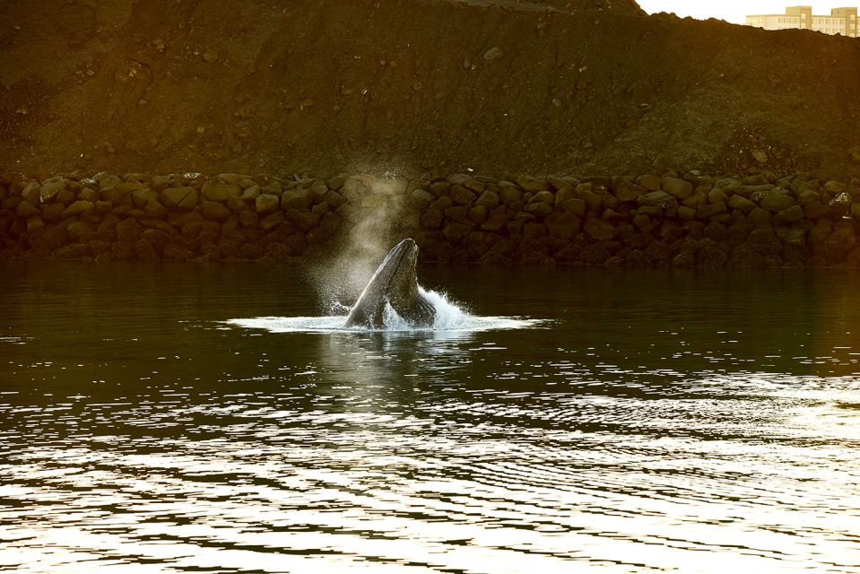 Reykjavik: Whale & Marine Adventure Tour - Getting there: check-in at Old Harbour House (and why 30 minutes matters)