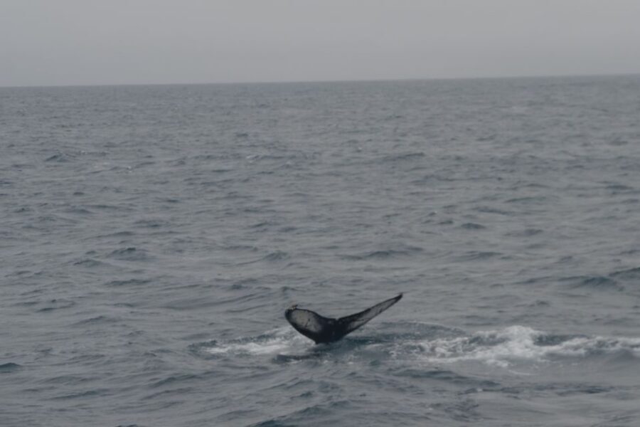 Reykjavik: Whale Watching and Dolphin Watching Yacht Cruise - Key takeaways before you sail