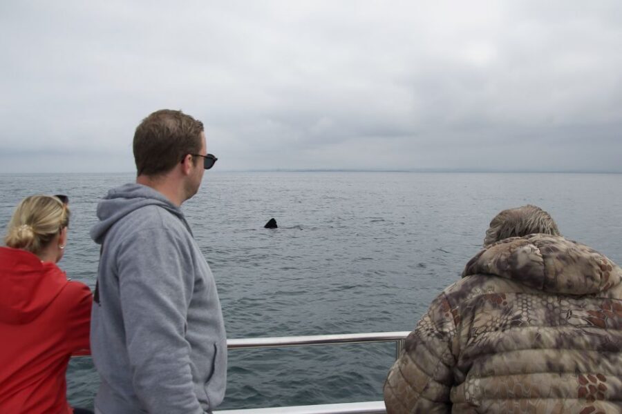 Reykjavik: Whale Watching and Dolphin Watching Yacht Cruise - Should you book Harpa Yachts’ whale and dolphin cruise from Reykjavik?
