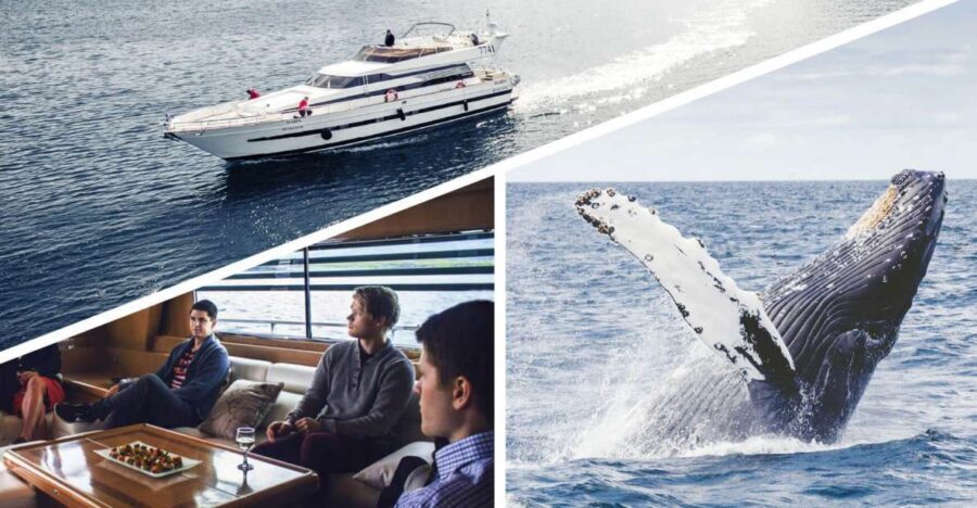 Reykjavik: Whale Watching and Dolphin Watching Yacht Cruise - Reykjavik Old Harbor to Faxafloi Bay: what the 3-hour yacht ride is really like