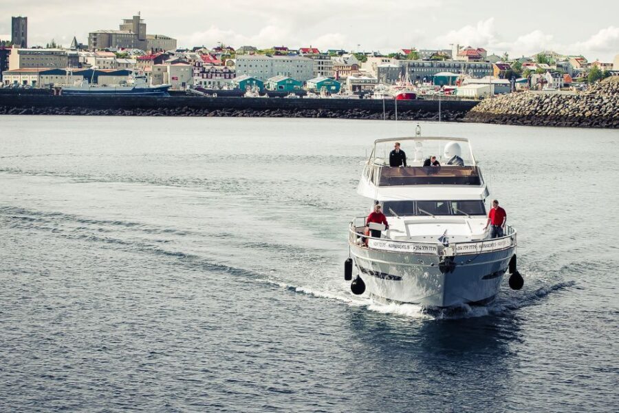 Reykjavik: Whale Watching and Dolphin Watching Yacht Cruise - Wildlife in Faxafloi Bay: whales, dolphins, puffins, and sea birds