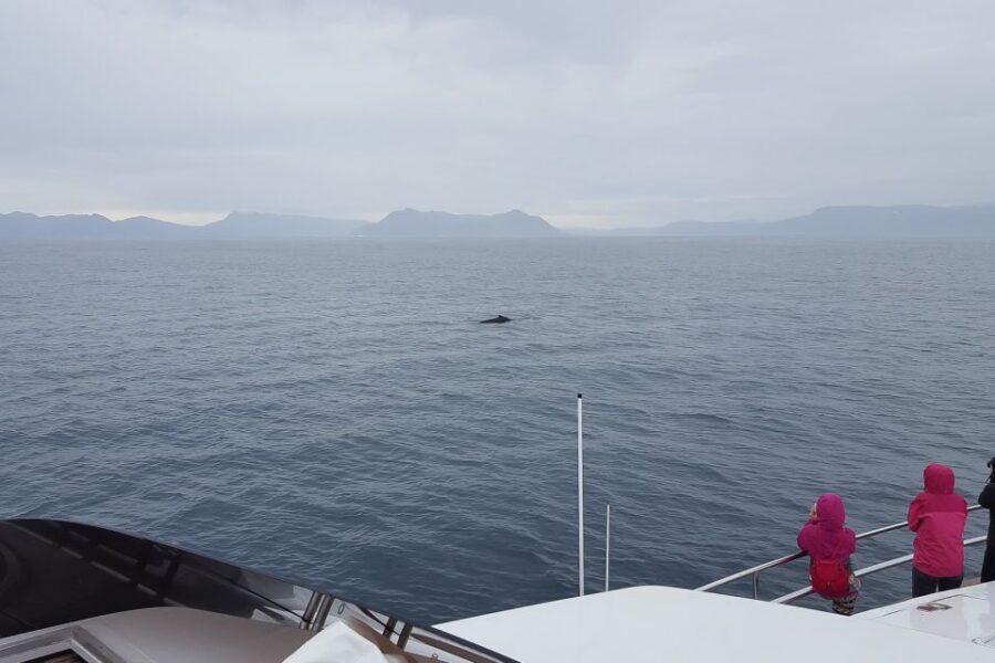Reykjavik: Whale Watching and Dolphin Watching Yacht Cruise - The onboard guide makes or breaks the search: Lucky, Gunner, Rebecca, and the science talk
