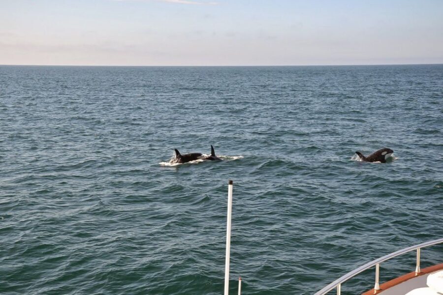 Reykjavik: Whale Watching and Dolphin Watching Yacht Cruise - Comfort at sea in Reykjavik: blankets, WiFi, spray, and cold-weather realism