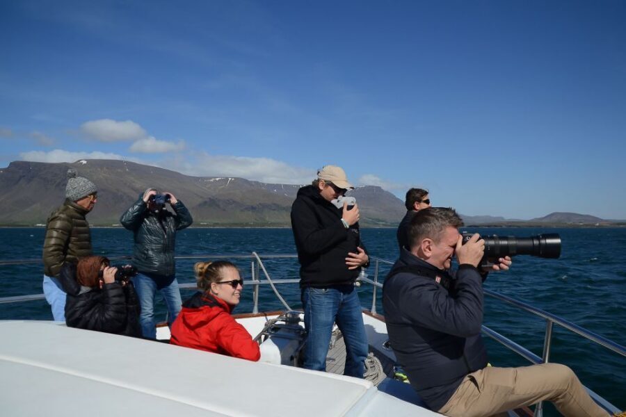 Reykjavik: Whale Watching and Dolphin Watching Yacht Cruise - Price and value: is $106 worth it for a 3-hour yacht cruise?