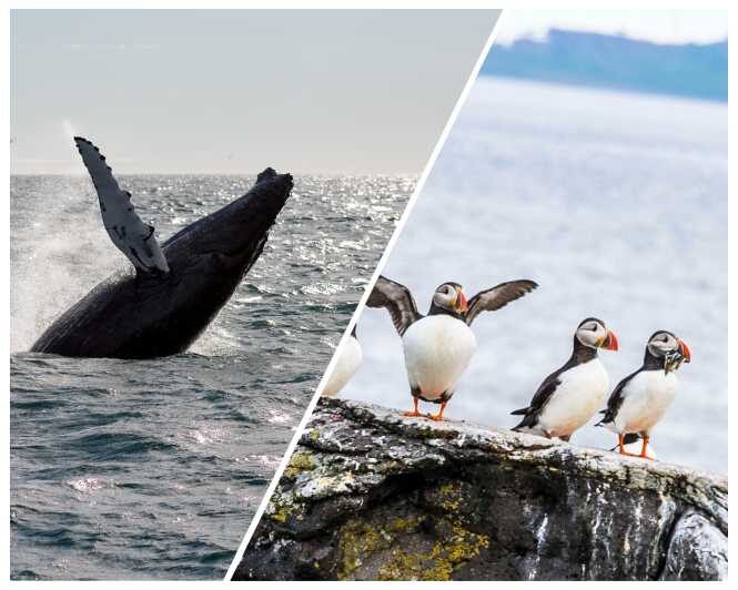 Reykjavik: Whale Watching and Puffin Excursion - Key Points You Should Know Before You Go