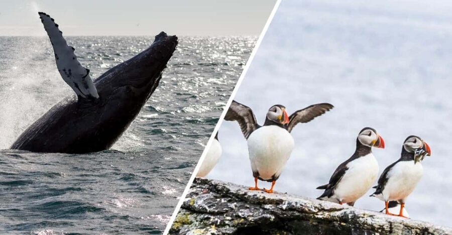 Reykjavik: Whale Watching and Puffin Excursion - How the 09:00 or 13:00 Combo Fits a Half-Day in Reykjavik