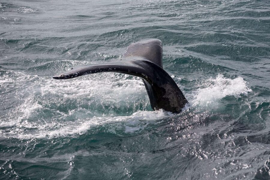 Reykjavik: Whale Watching and Puffin Excursion - Puffin Islands on a Smaller Boat: Short, Close, and Photo-Friendly