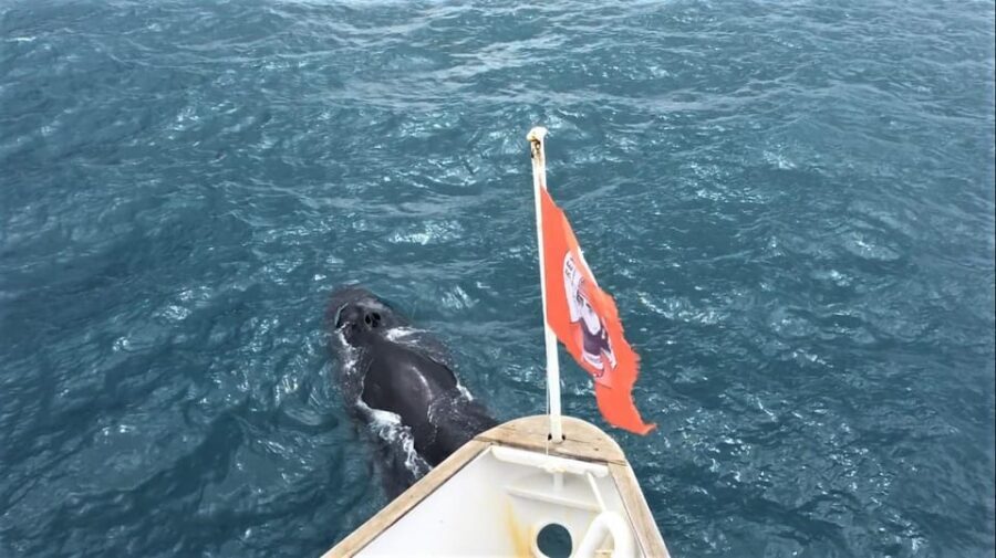 Reykjavik: Whale Watching and Puffin Excursion - WiFi, Seasickness Help, and Packing for Iceland Wind