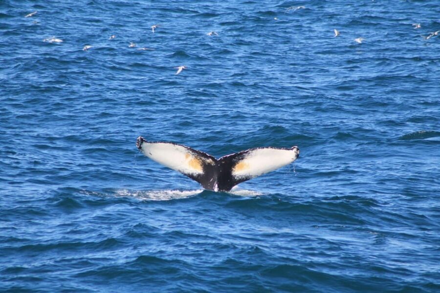 Reykjavik: Whale Watching and Puffin Excursion - Who Should Book This and Who Should Skip It