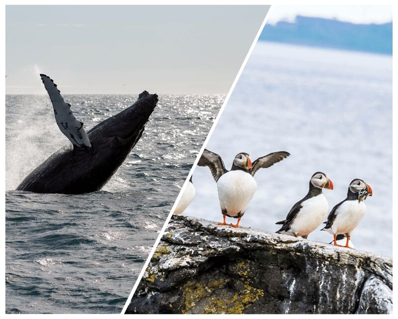 Reykjavik: Whale Watching and Puffin Excursion - Bottom Line: Should You Book the Reykjavik Whale Watching and Puffin Combo?