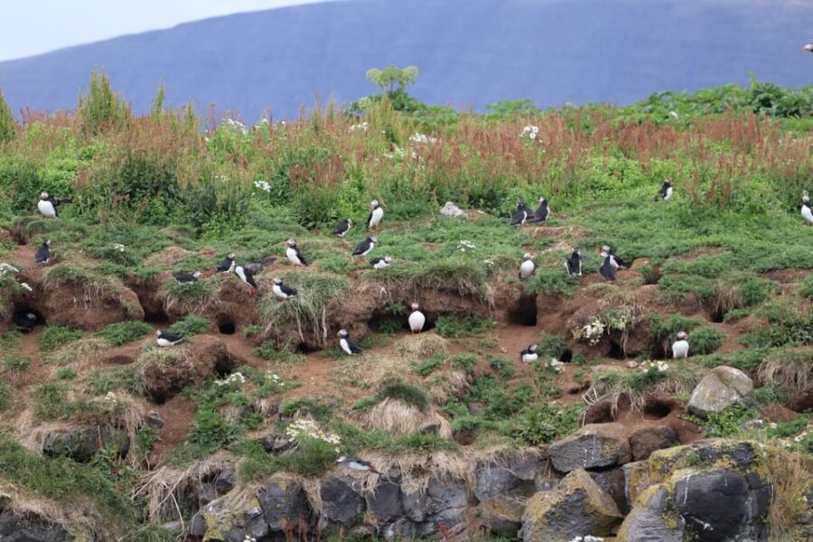 Reykjavik: Whale Watching and Puffin Excursion - Setting Sail for Whale Watching on a Larger Vessel (2 to 3.5 Hours)