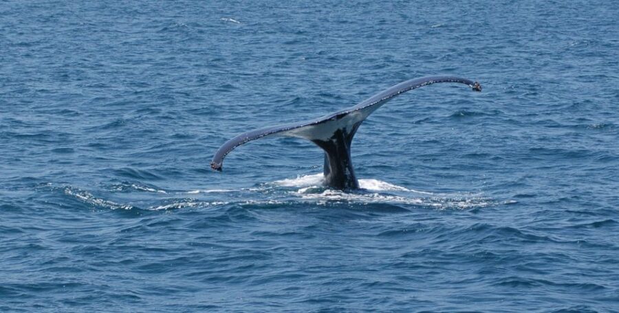 Reykjavik: Whale Watching by RIB Speedboat - What you’re actually looking for: whales, dolphins, and porpoises
